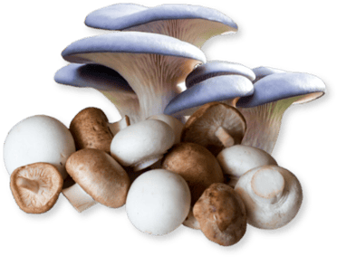 nutra-growing-nutraceutical-functional-mushrooms