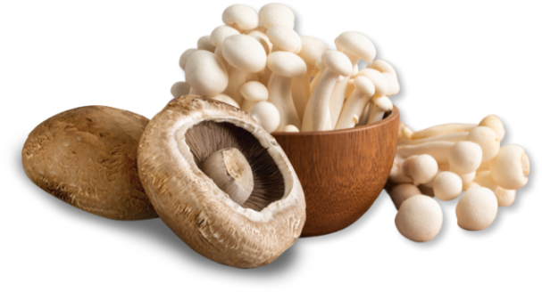 nutra-functional-mushrooms-how-we-grow-hero-feature-image