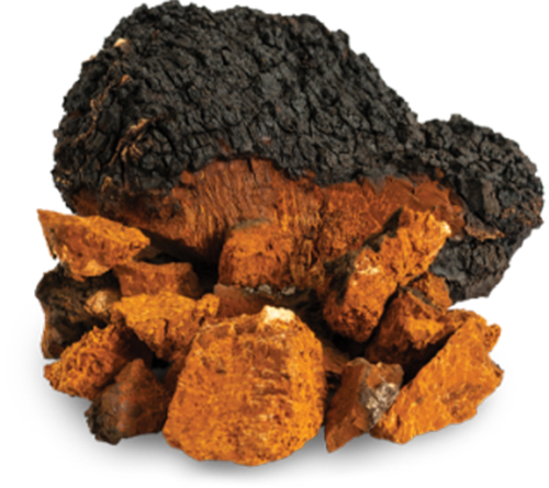 Chaga