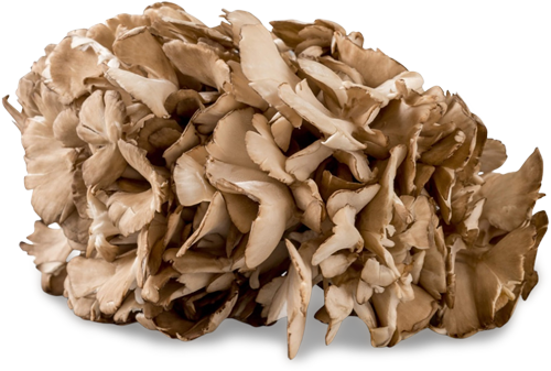 Maitake