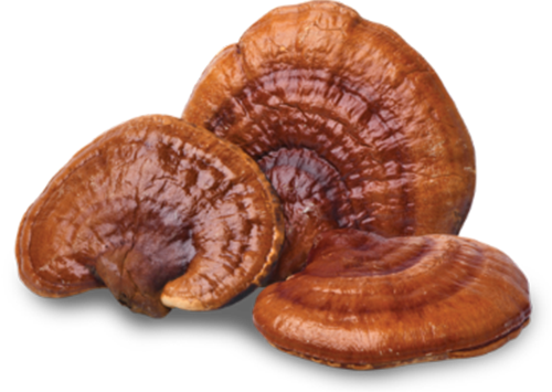 Reishi