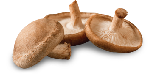 Shiitake