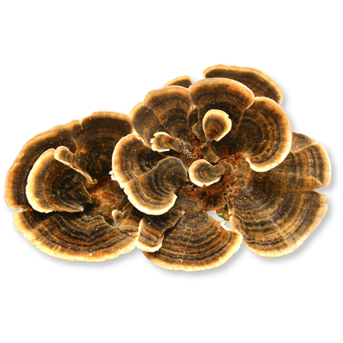 Turkey Tail