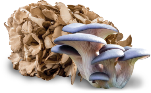 nutra-functional-mushrooms-sustainability-commitment-hero-feature